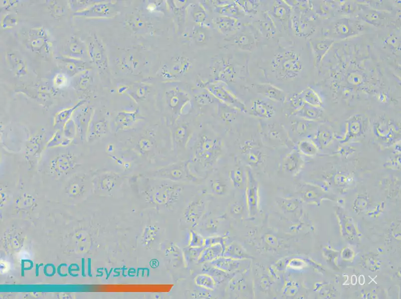 NRK-52E Cell Complete Medium - small - 6