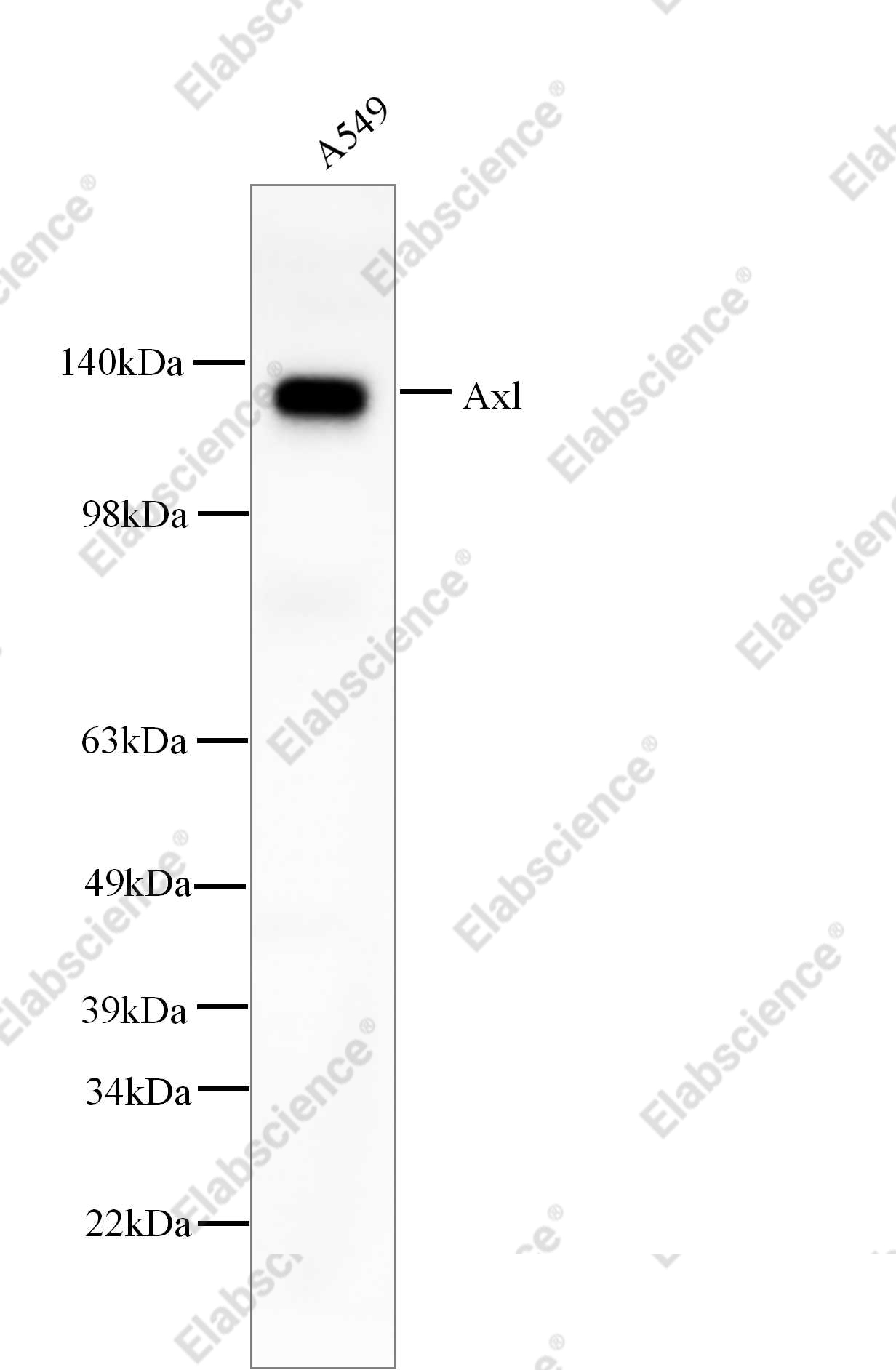 Recombinant Axl Monoclonal Antibody - 1