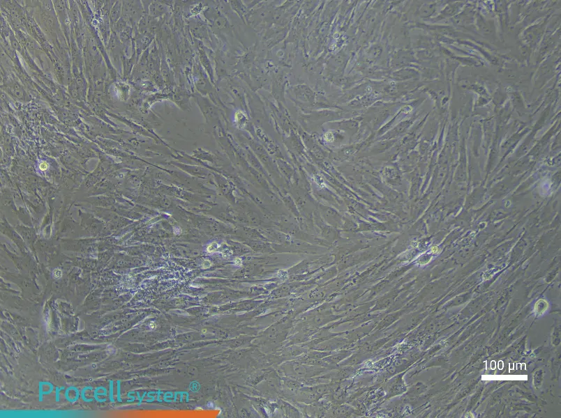 Mouse Periodontal Ligament Stem Cell Complete Medium - 3