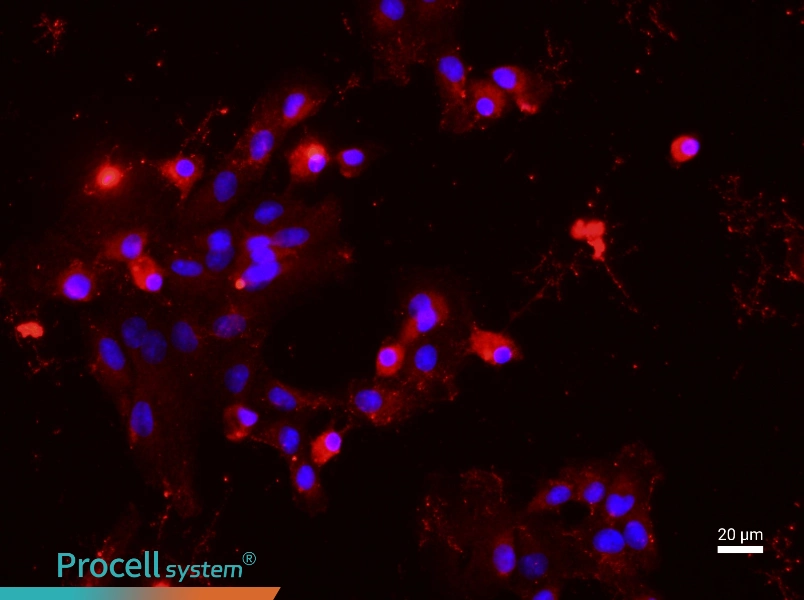 Rat Hepatic Parenchymal Cell Complete Medium - 2