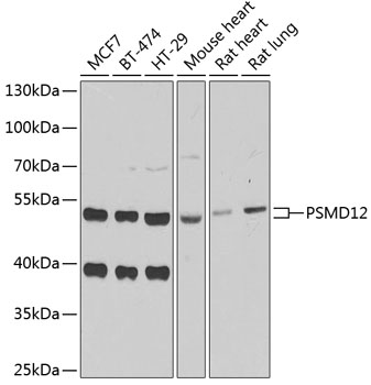 Western blot analysis of extracts of various cell lines using PSMD12 Polyclonal Antibody at 1:1000 dilution.