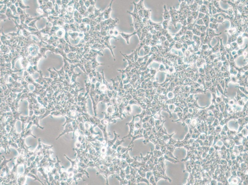 HKb20 Cell Complete Medium - small - 5