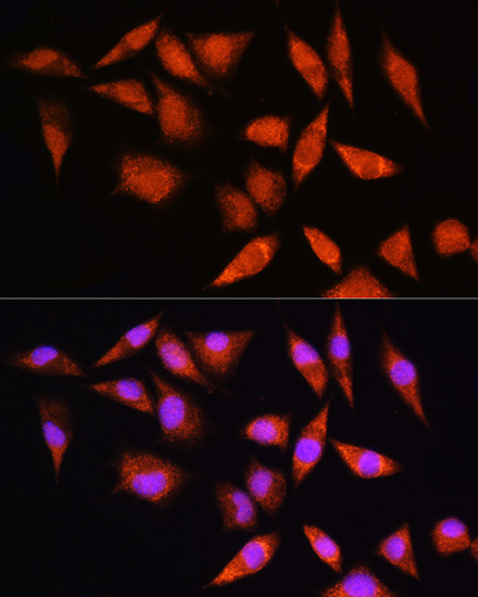 Immunofluorescence analysis of L929 cells using HSPA2 Polyclonal Antibody at dilution of  1:100. Blue: DAPI for nuclear staining.