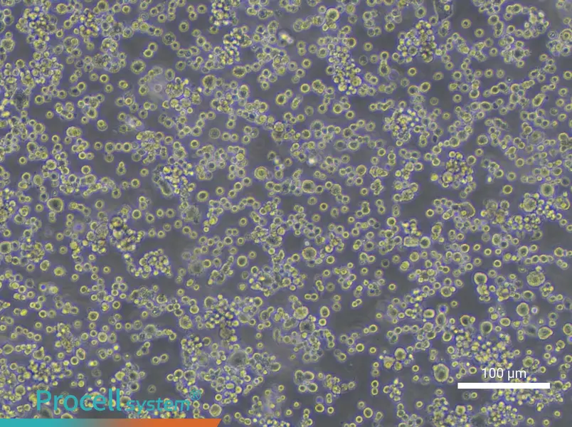 NR8383 Cell Complete Medium - 2