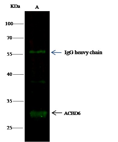 ACBD6 Monoclonal Antibody-searchlist-1