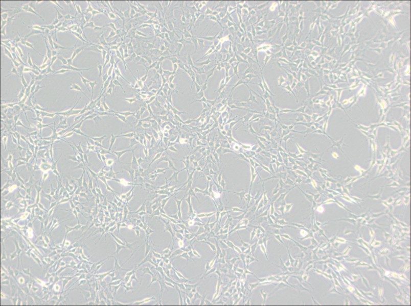 RG2[D74] Cell Complete MediumRG2[D74] Cell Complete Medium - 2