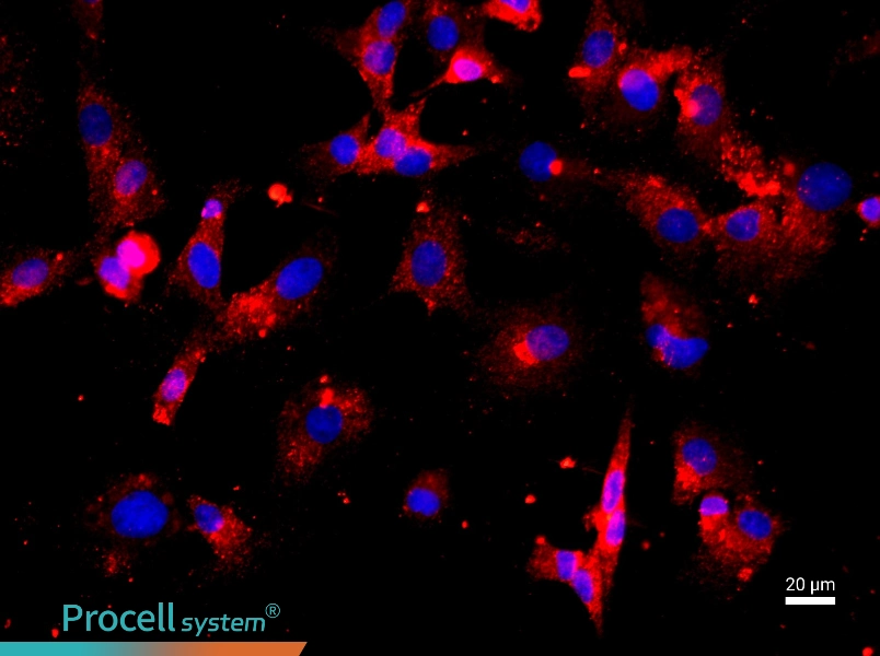 Rat Nucleus Pulposus CellsRat Nucleus Pulposus Cells - 2