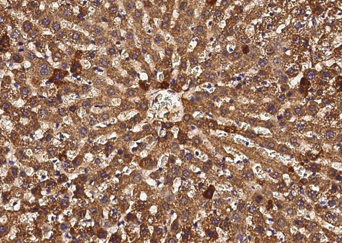 CD297 Monoclonal Antibody - small - 2