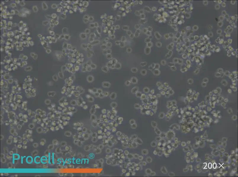 U-2932 Cell Complete Medium - small - 6