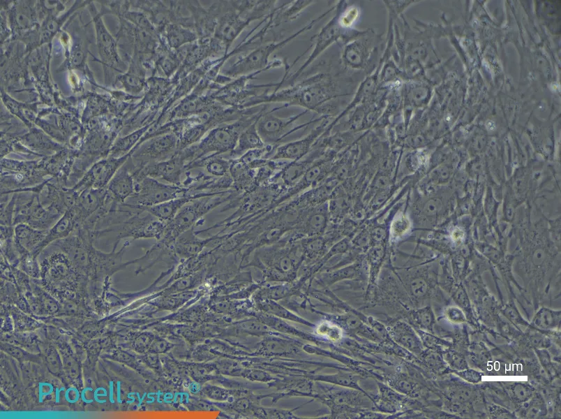 Mouse Myogenic Stem Cell Complete Medium - 6