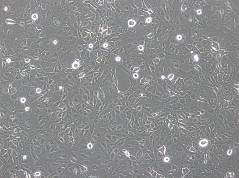 Marcus Cell Complete MediumMarcus Cell Complete Medium - 3