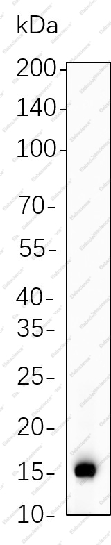 Recombinant Cleaved Caspase-7 (Asp198) Monoclonal Antibody - 1