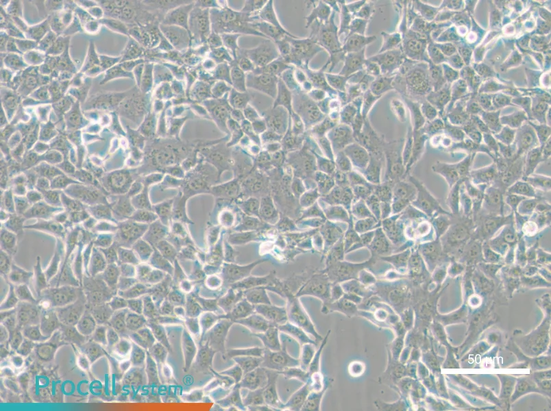 MC38 Cell Complete Medium - small - 4