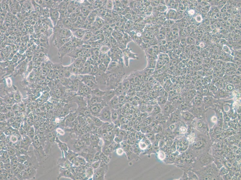 HePa1-6-GFP Cell Complete Medium - 7