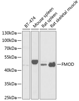 Western blot analysis of extracts of various cell lines using FMOD Polyclonal Antibody at 1:1000 dilution.