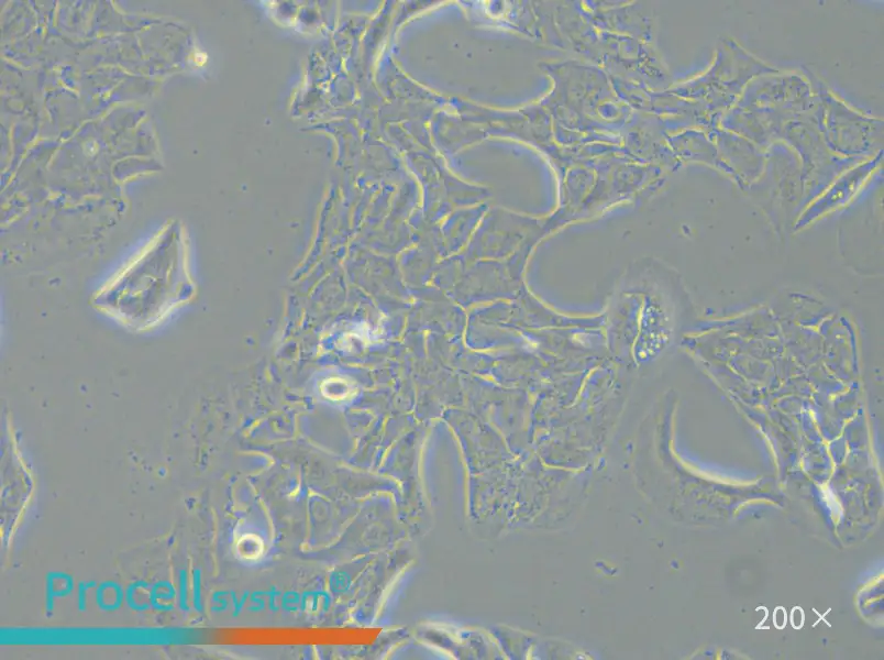 HCC2935 Cell Complete Medium - 4