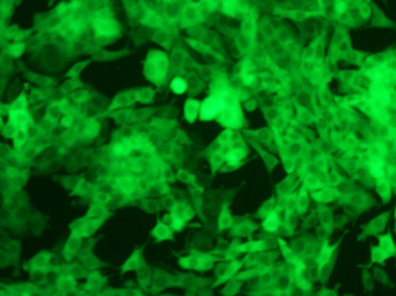 Panc02-GFP Cell Complete Medium - 11