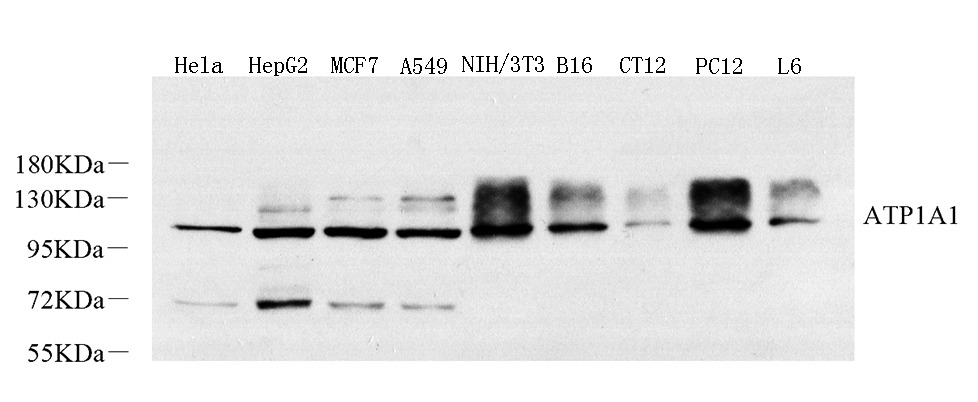 Western Blot analysis of various samples using Na+/K+-ATPase alpha1 Polyclonal Antibody at dilution of 1:800.