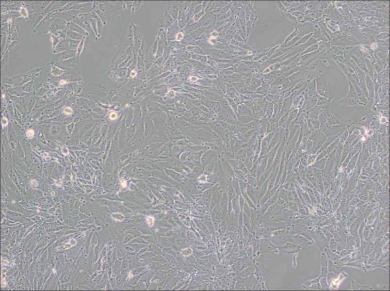 PED Cell Complete Medium - 2