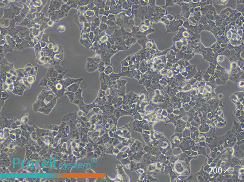 Beta-TC-6 Cell Complete Medium - 6