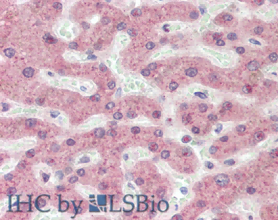 APOL1 Polyclonal Antibody - 4