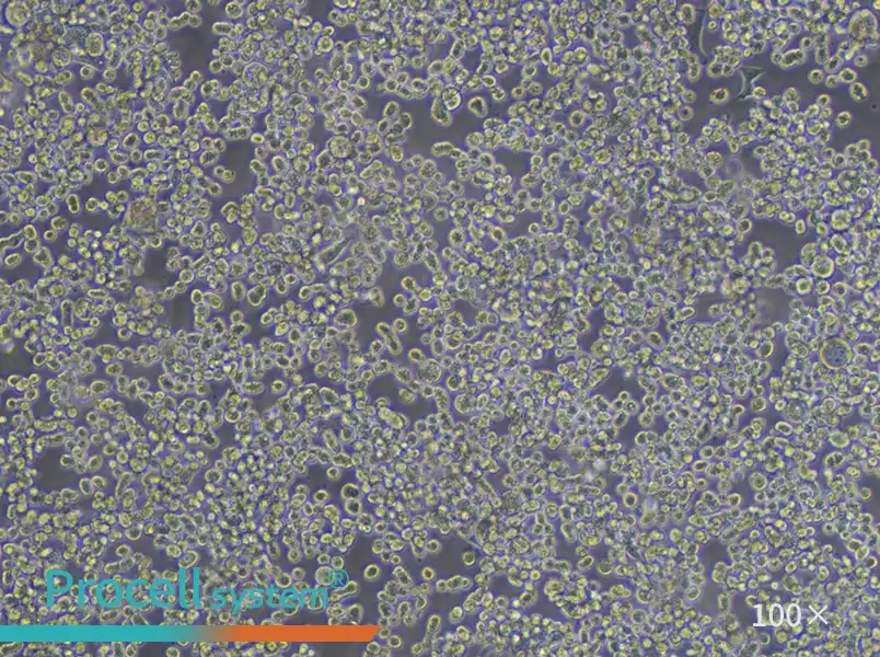 KATO III [KATO 3] Cell Complete Medium - 3