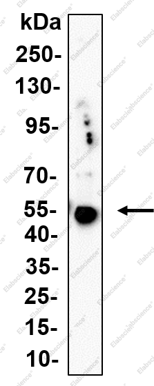 Recombinant ND1 Monoclonal Antibody - 1