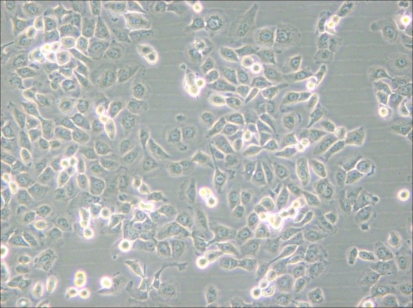 SUM149PT Cell Complete Medium - small - 4