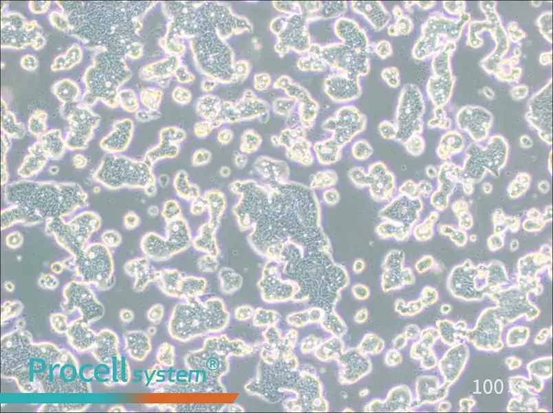 LS513 Cell Complete Medium - 1