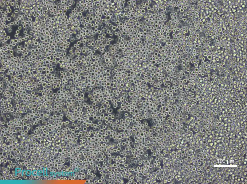W6/32 Cell Complete MediumW6/32 Cell Complete Medium - 3