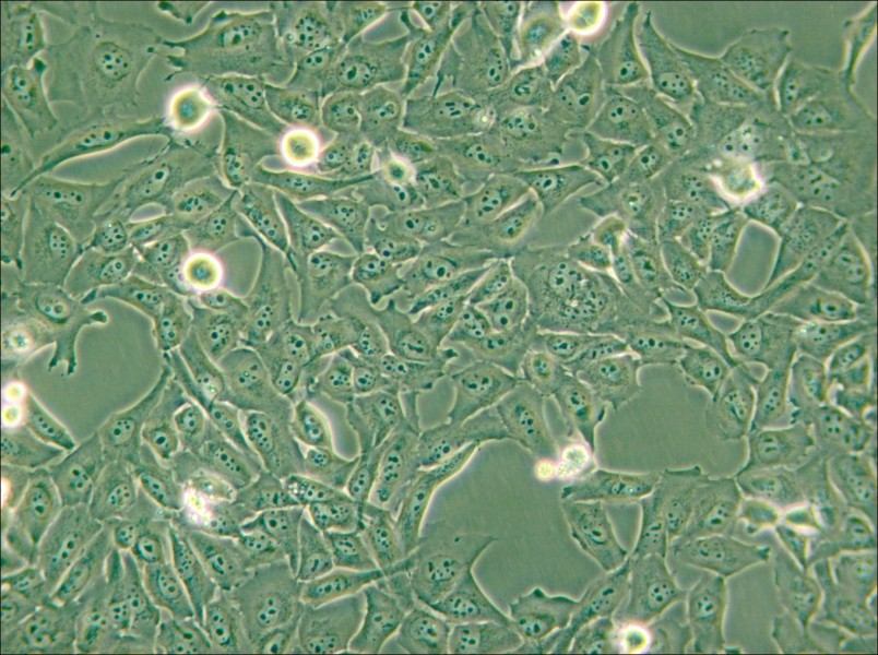 KMH-2 Cell Complete Medium - small - 6