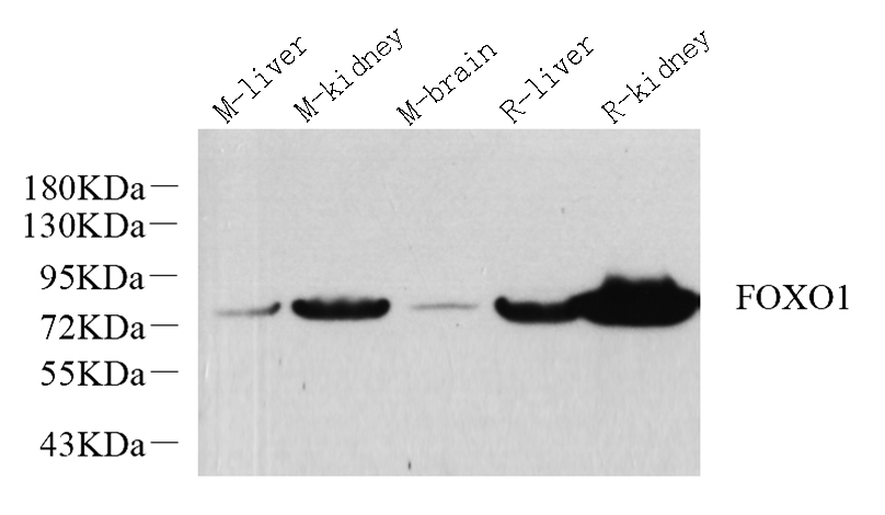 Western Blot analysis of various samples using FOXO1 Polyclonal Antibody at dilution of 1:1000.