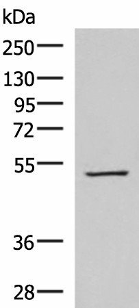 Western blot analysis of HepG2 cell lysate  using FDXR Polyclonal Antibody at dilution of 1:1000