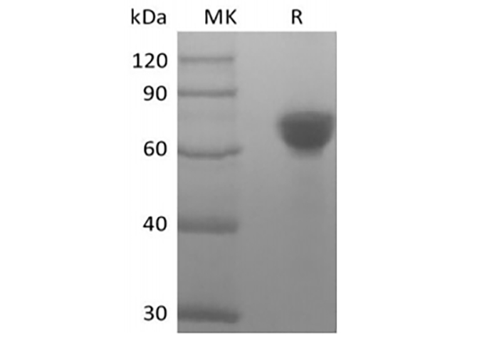 Immobilized Human TROP-2-Fc at 2ug/ml (100 ul/well) can bind Anti-Human TROP-2 mAb : Biotinylated by NHS-biotin prior to testing. The ED50 of Anti-Human TROP-2 mAb is 20.54 ng/ml.