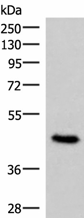 Western blot analysis of 293T cell lysate  using COPS3 Polyclonal Antibody at dilution of 1:450