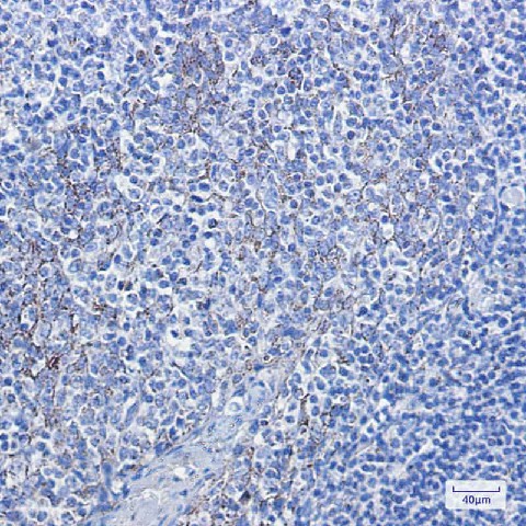 Immunohistochemistry of Cytochrome C in paraffin-embedded Human tonsil using Cytochrome C Rabbit mAb at dilution 1:100