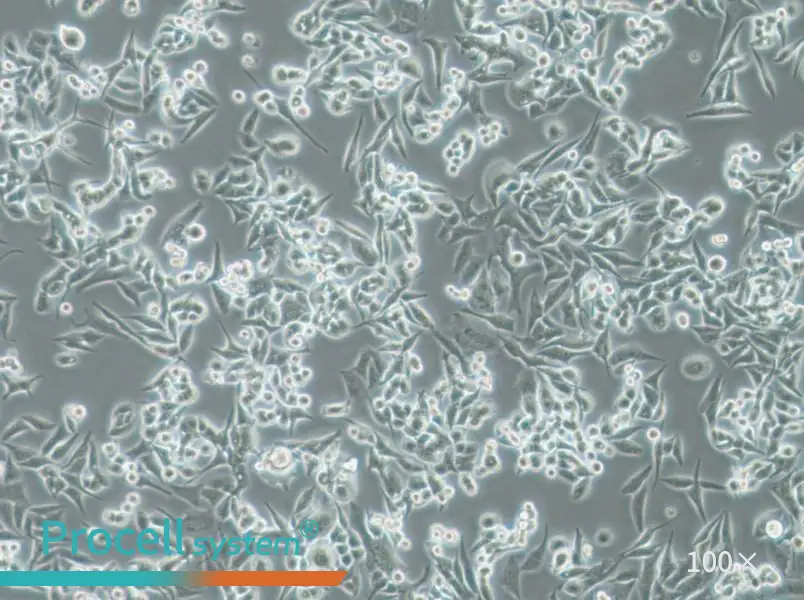 SUIT-2 Cell Complete MediumSUIT-2 Cell Complete Medium - 3