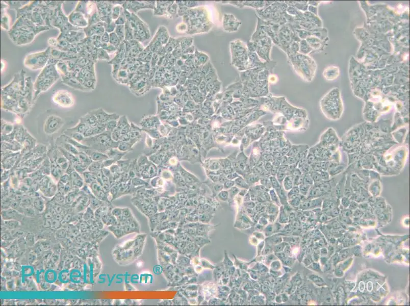 HCT-8 [HRT-18] Cell Complete Medium - small - 4