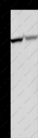 c-Rel Polyclonal Antibody - 1