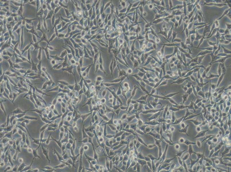 RKO-AS45-1 Cell Complete Medium - small - 5