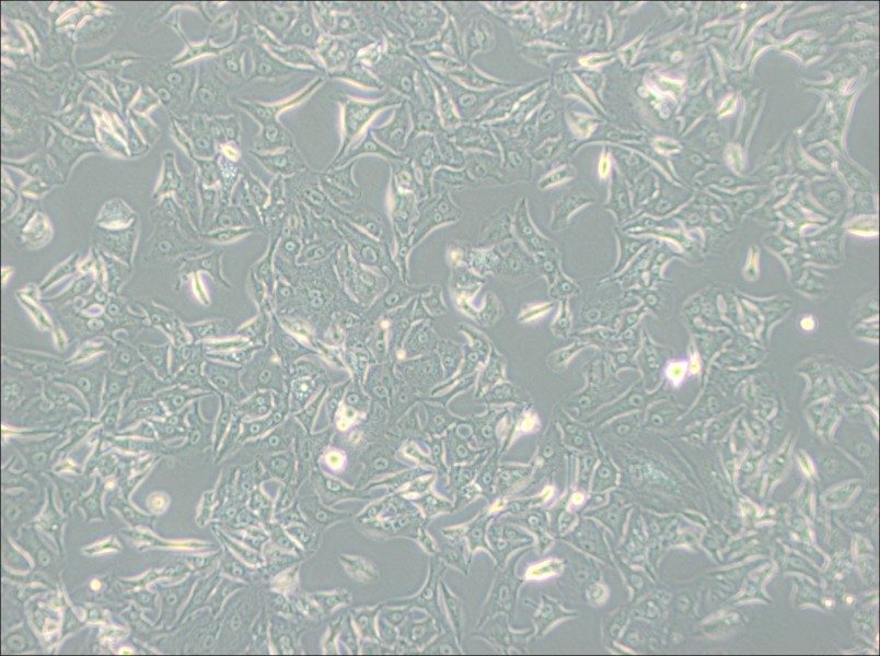 A549-DDP Cell Complete MediumA549-DDP Cell Complete Medium - 2