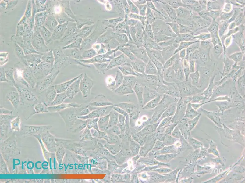 SW872 (L15) Cell Complete Medium - 5