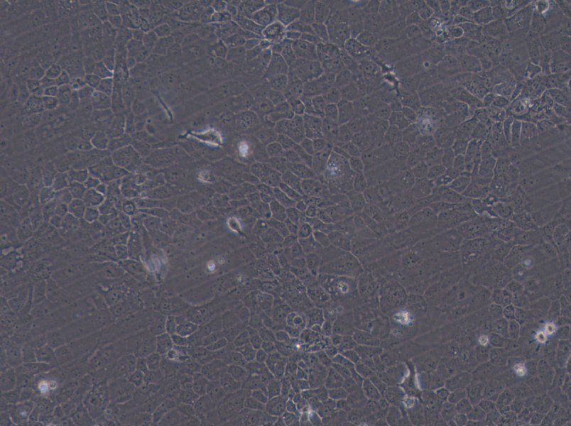 SCaBER Cell Complete Medium - 3