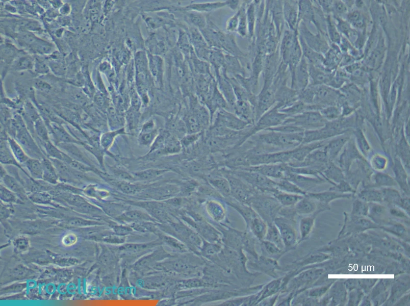 Mouse Bladder Fibroblast Complete Medium - 5