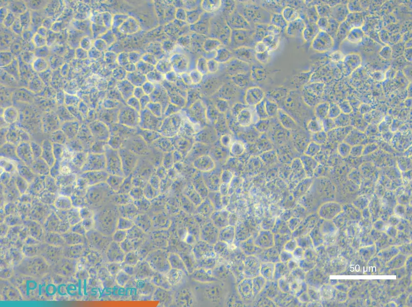 JAR Cell Complete Medium - 4