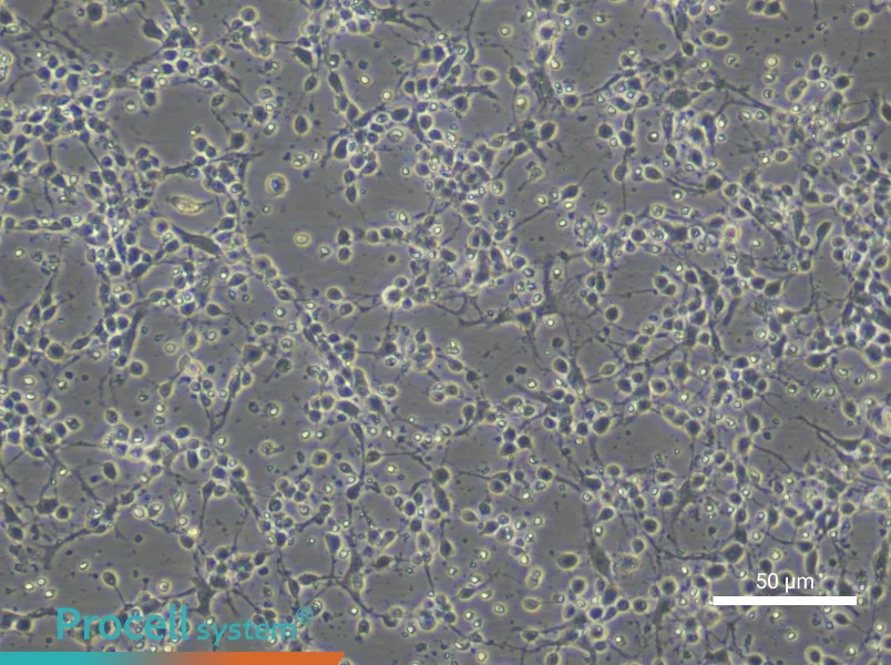 Mouse Trigeminal Neuron Complete Medium - small - 6