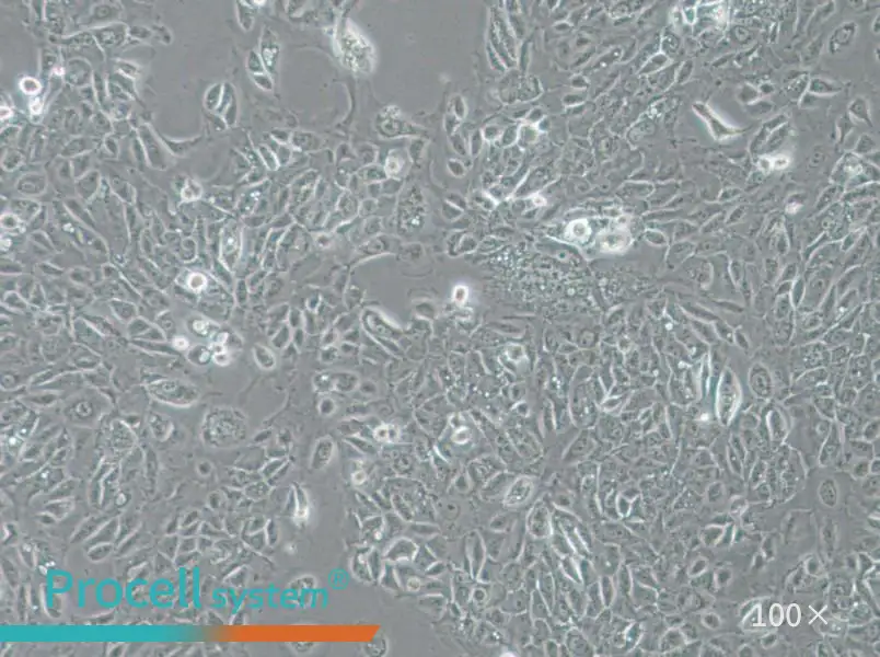 NCI-H1666 Cell Complete MediumNCI-H1666 Cell Complete Medium - 2