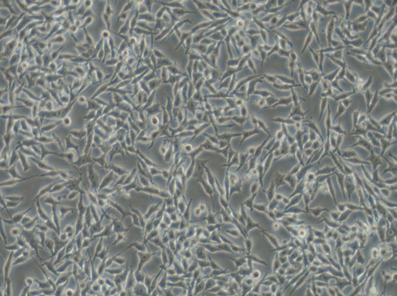 RKO-AS45-1 Cell Complete Medium - small - 4