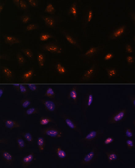 Immunofluorescence analysis of U-2 OS cells using LLPH Polyclonal Antibody at dilution of  1:100. Blue: DAPI for nuclear staining.