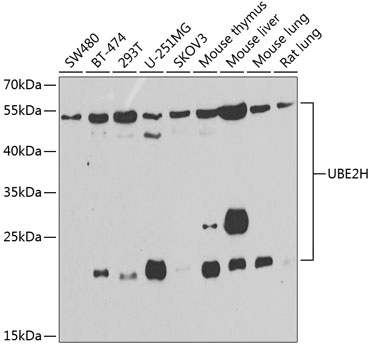 Western blot analysis of extracts of various cell lines using UBE2H Polyclonal Antibody at 1:1000 dilution.